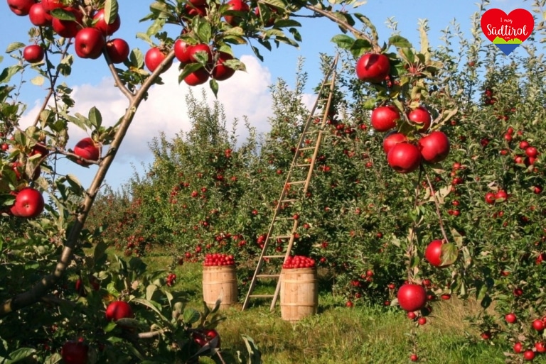 Apfel_apples-1873078_1920