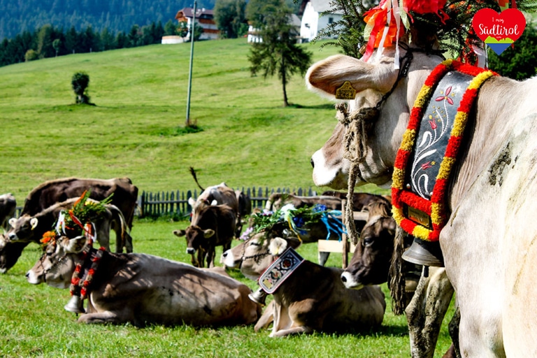 Almabtrieb in Meransen