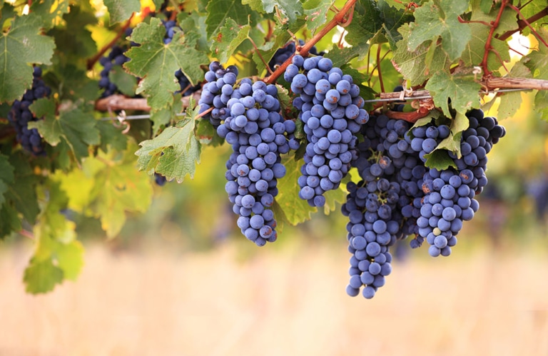 weinreise-suedtirol-01